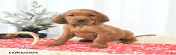 Irish Setter dogs for sale: Bubbles - Ad 2