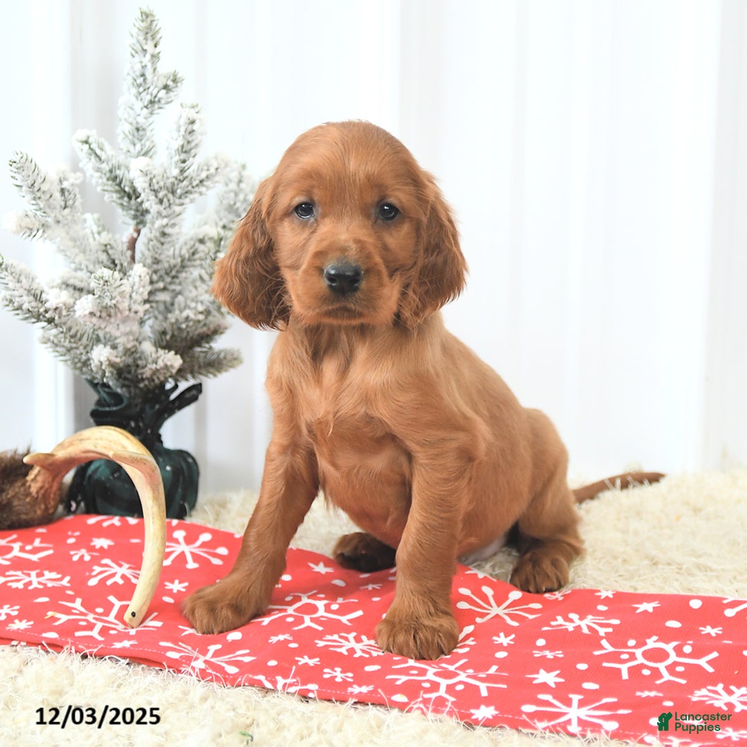 Irish Setter dogs for sale: Bubbles - Ad 2