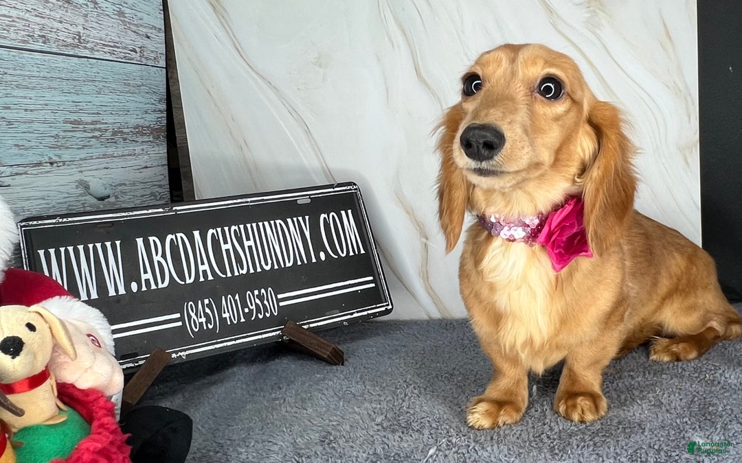 Miniature Dachshund dogs for sale: Female import puppy- uses pads - Ad 1