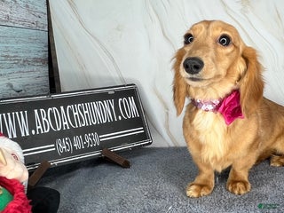 Miniature Dachshund dogs Female import puppy- uses pads - Ad 7