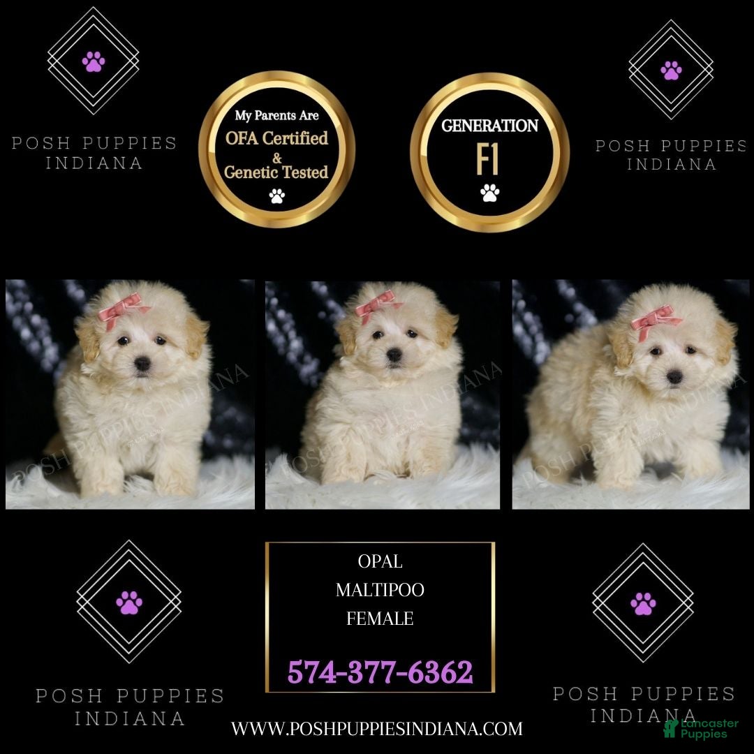 Maltipoo dogs Opal - Ad 2