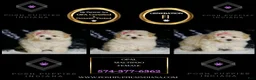 Maltipoo dogs for sale: Opal - Ad 2
