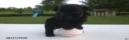 Yorkiepoo dogs for sale: Jack - Ad 13