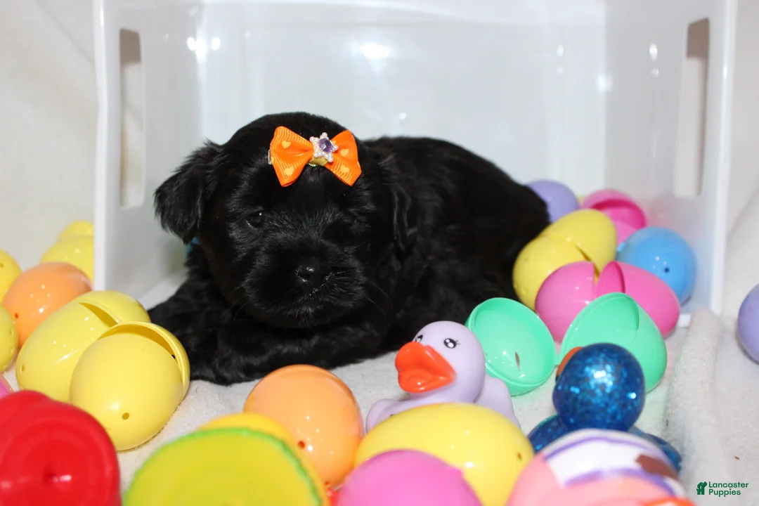 Shorkie dogs for sale: Ms luna - Ad 2