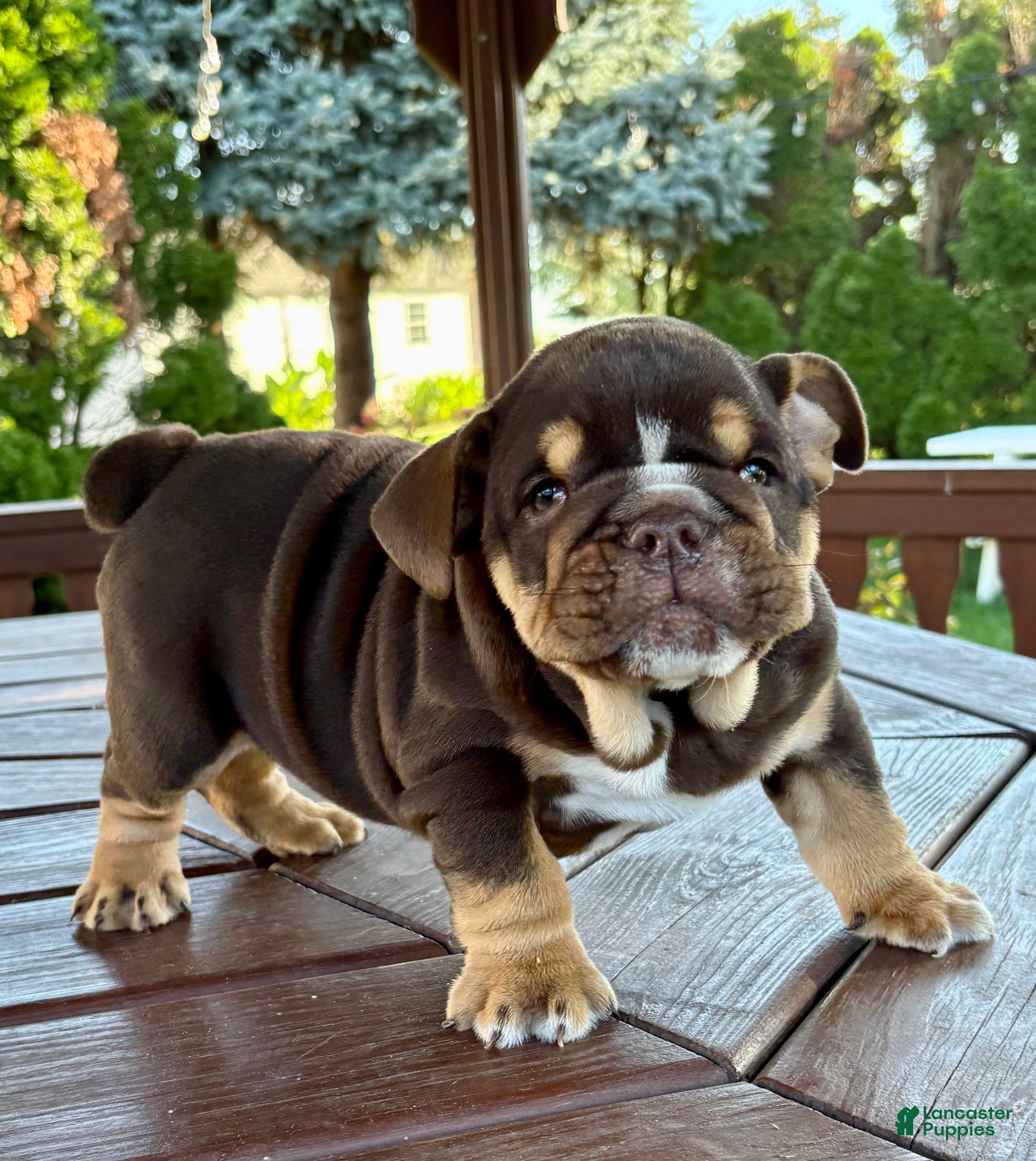 English Bulldog dogs Rolo - Ad 1