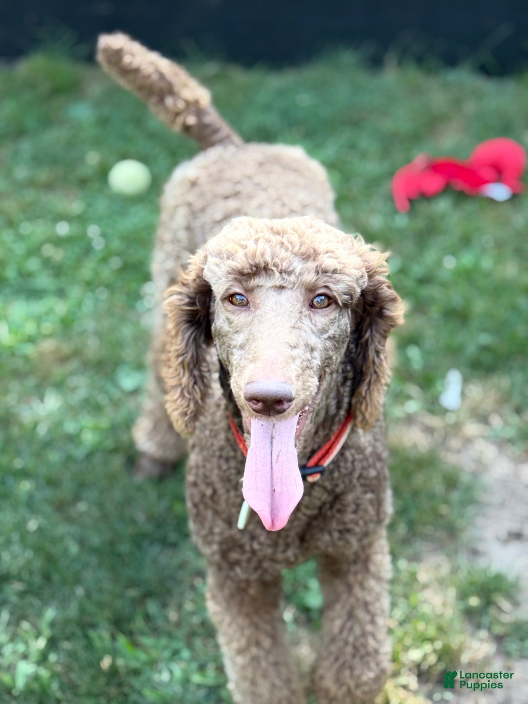 Goldendoodle dogs for sale: Mocha - Ad 11