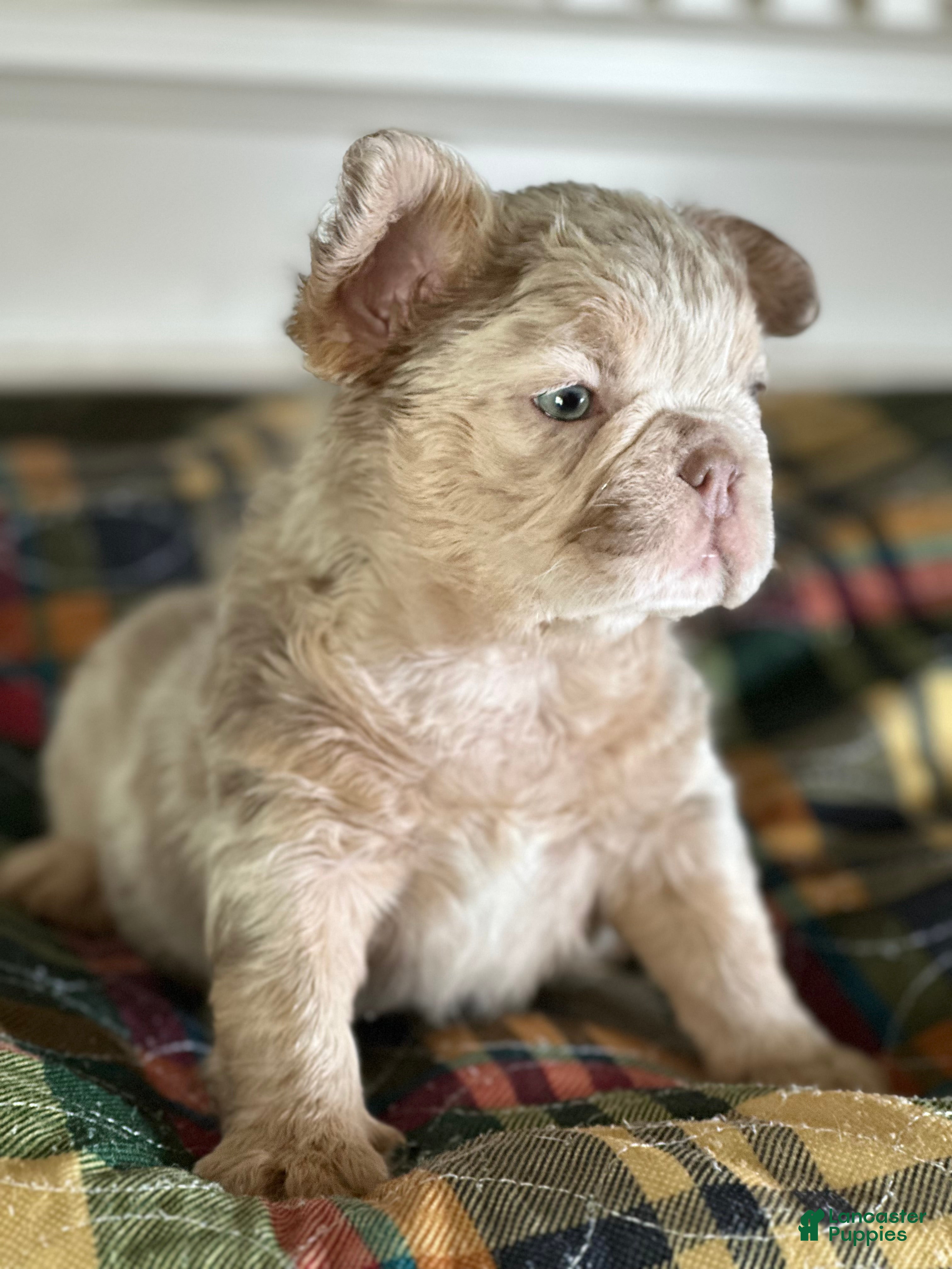 French Bulldog dogs French Bulldog 1 - Ad 1