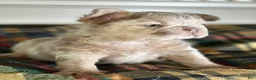 French Bulldog dogs for sale: French Bulldog 1 - Ad 1