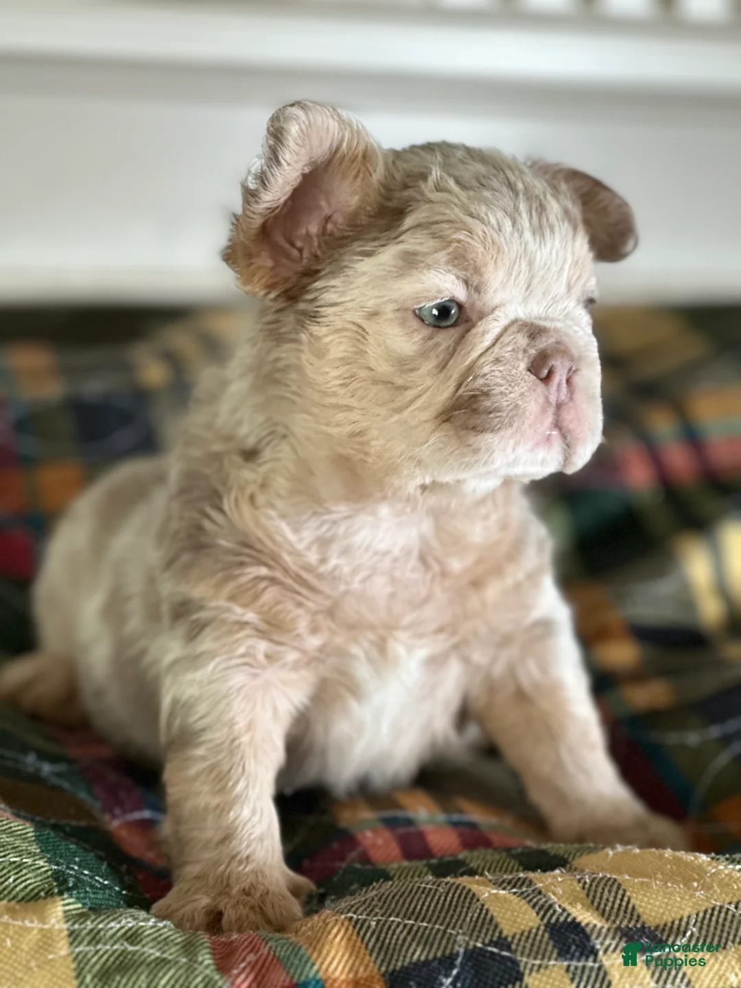 French Bulldog dogs for sale: French Bulldog 1 - Ad 1