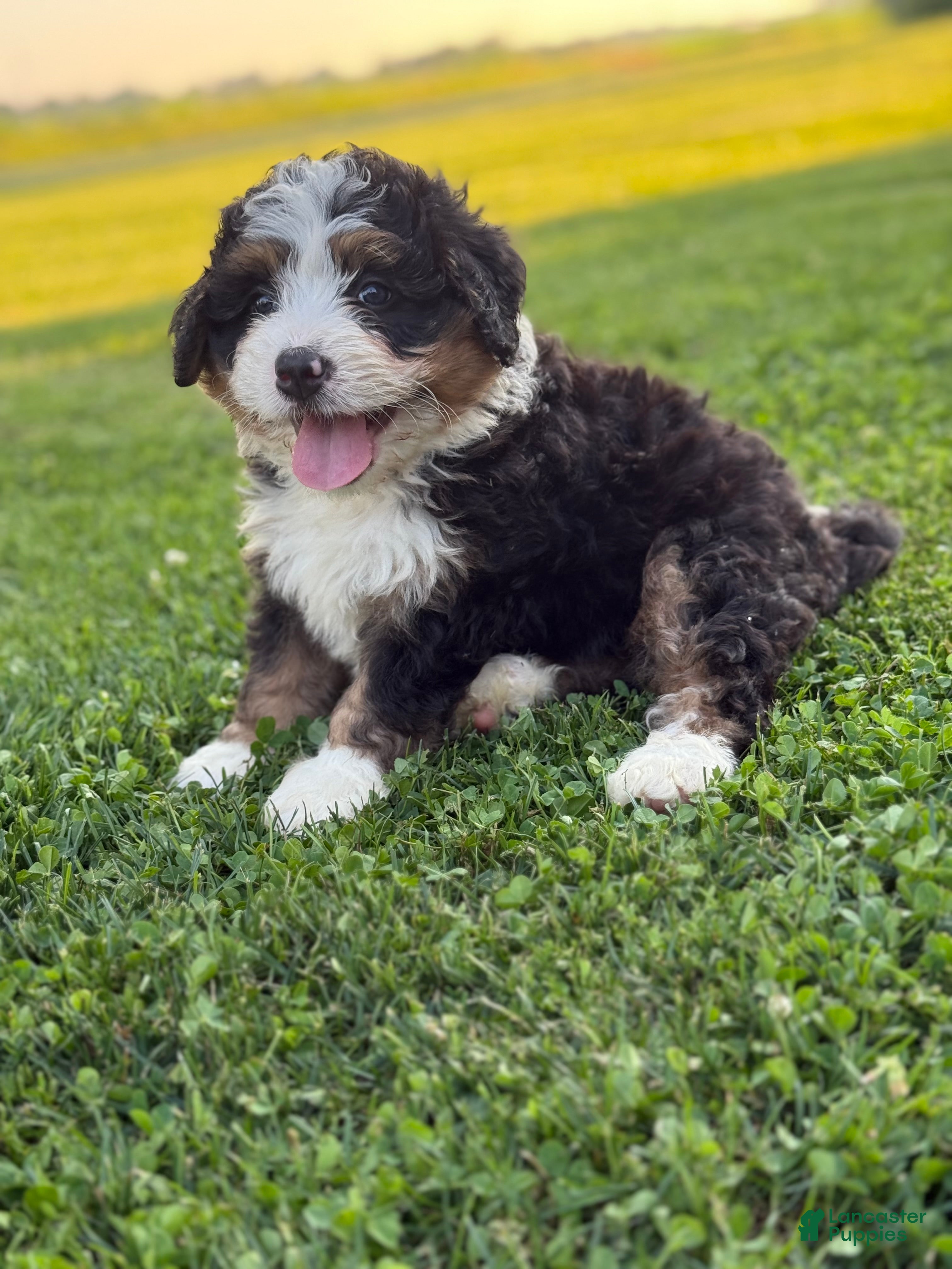 Mini Bernedoodle dogs Roamer - Ad 1