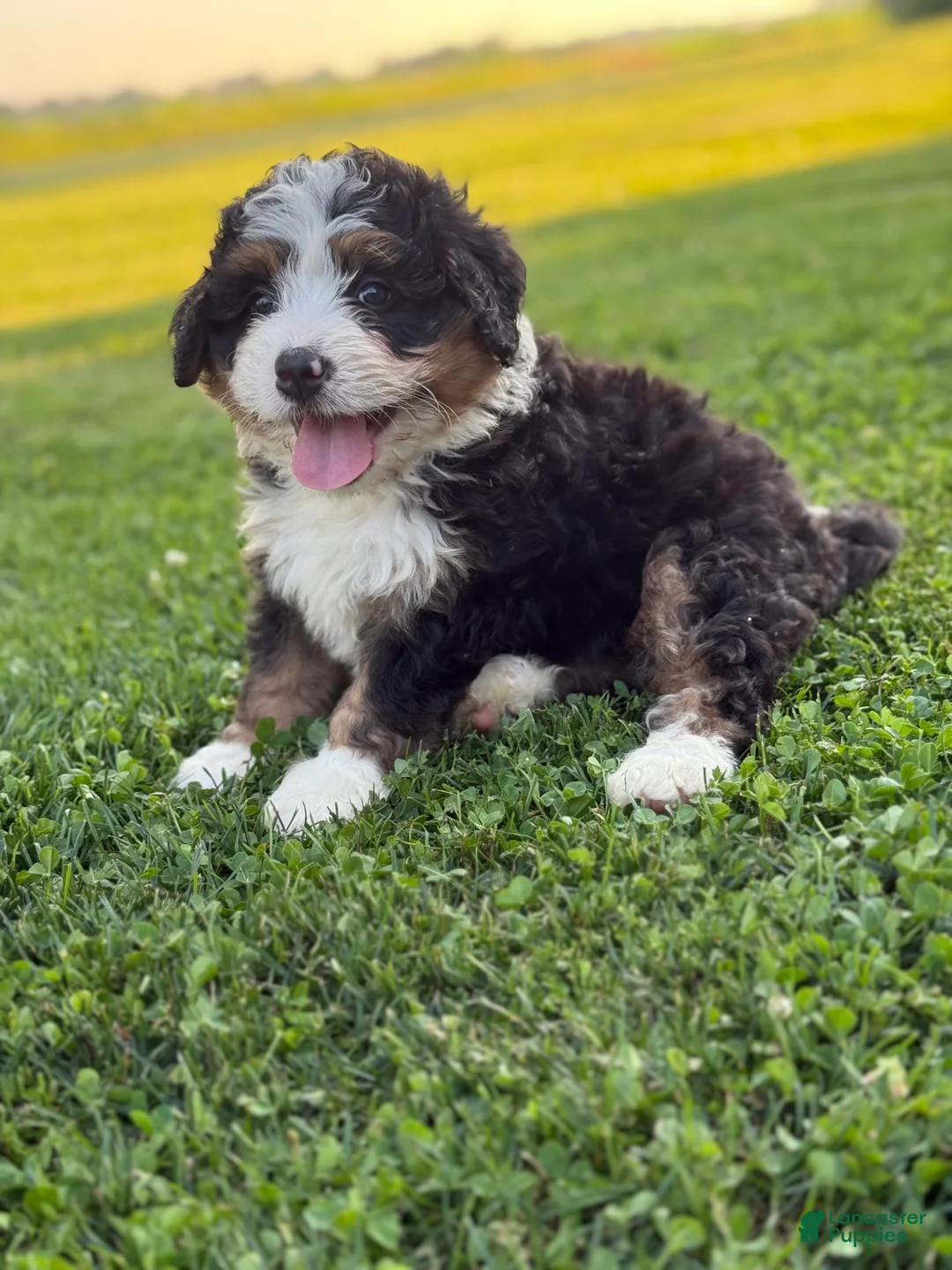 Mini Bernedoodle dogs for sale: Roamer - Ad 1