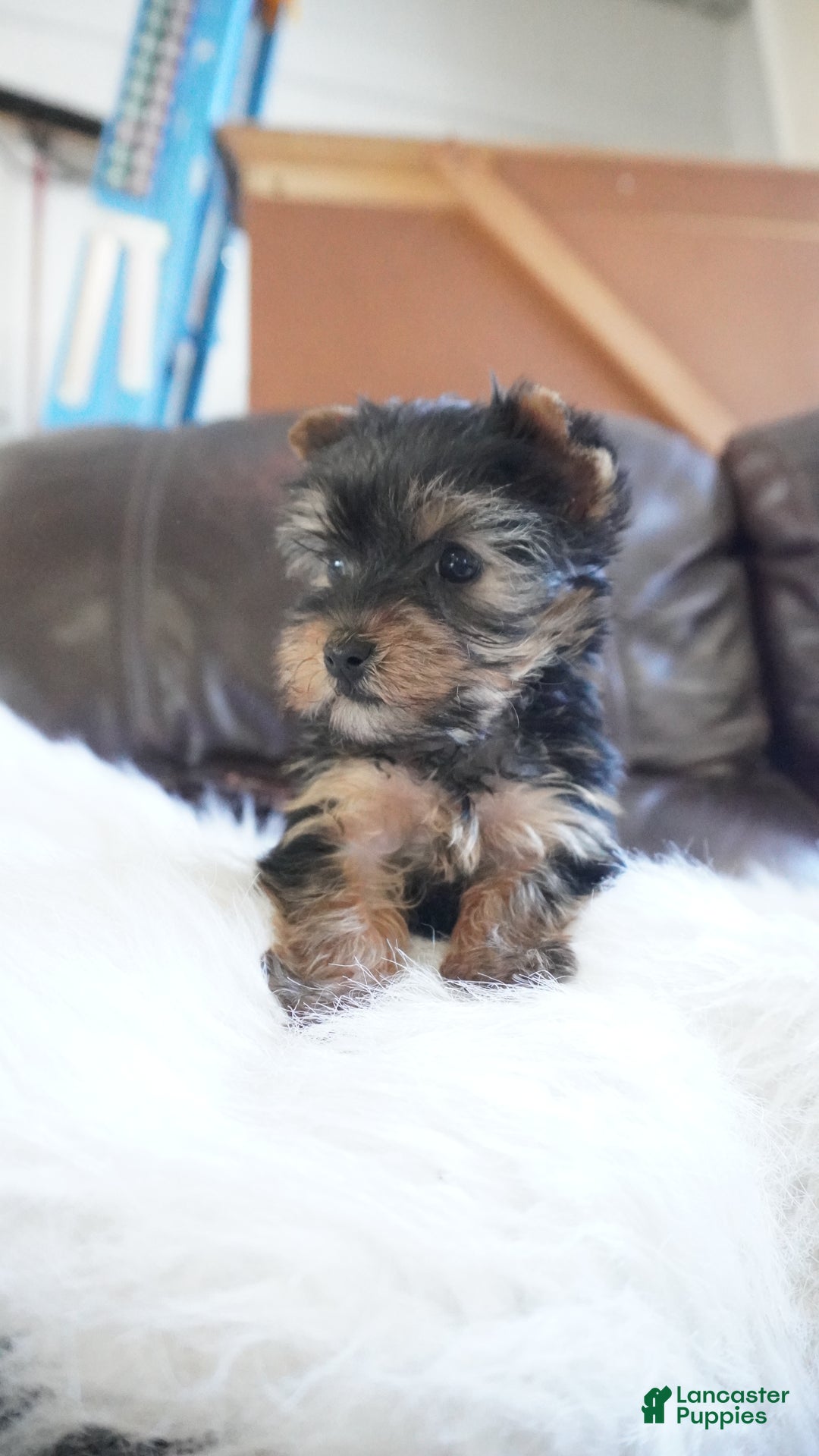 Yorkshire Terrier dogs for sale: Yorkshire Terrier Puppy 1 - Ad 10
