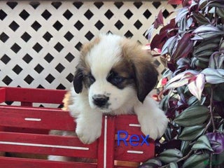 Saint Bernard dogs - Ad 30