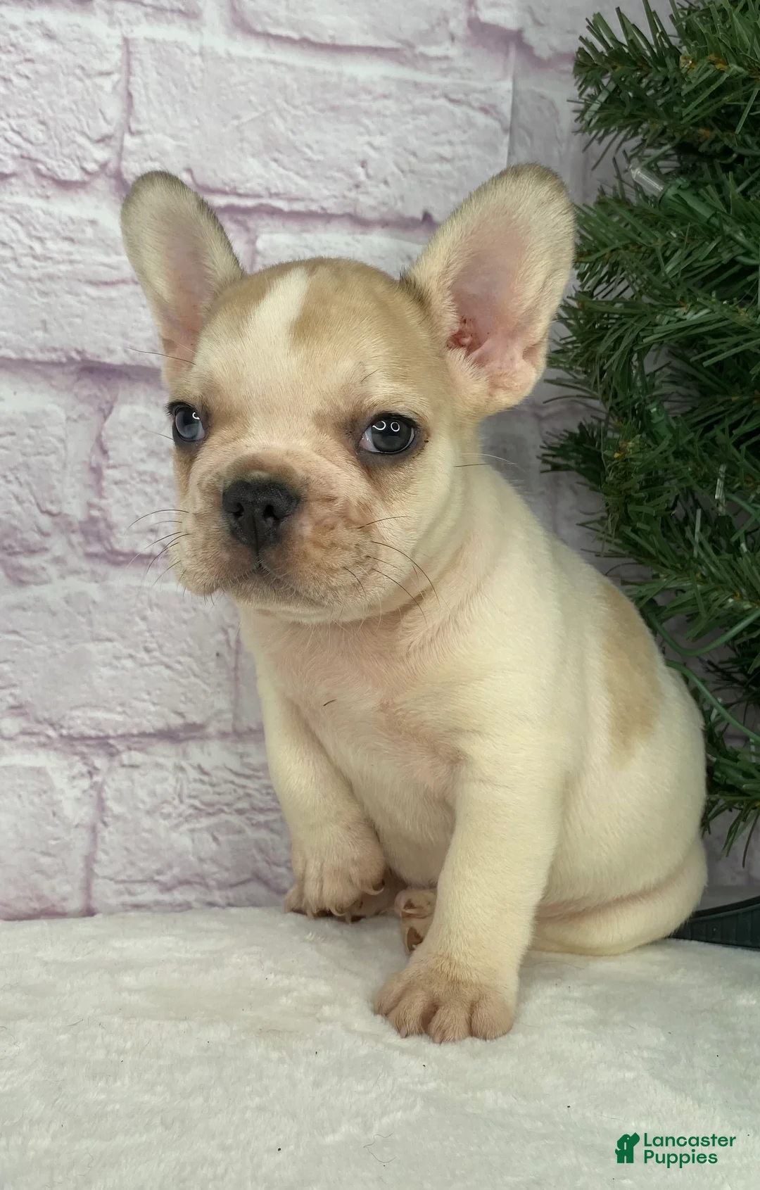 French Bulldog dogs for sale: Rambo  - Ad 5