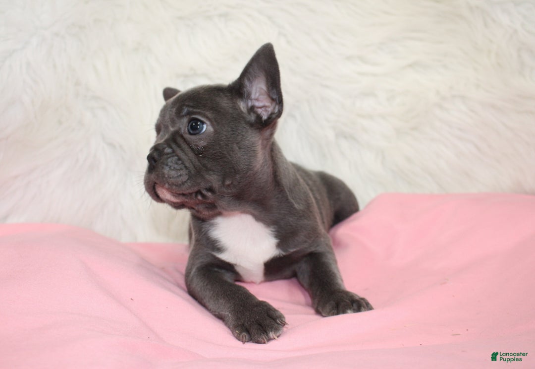 Mixed Breed dogs for sale: Beau - Ad 8