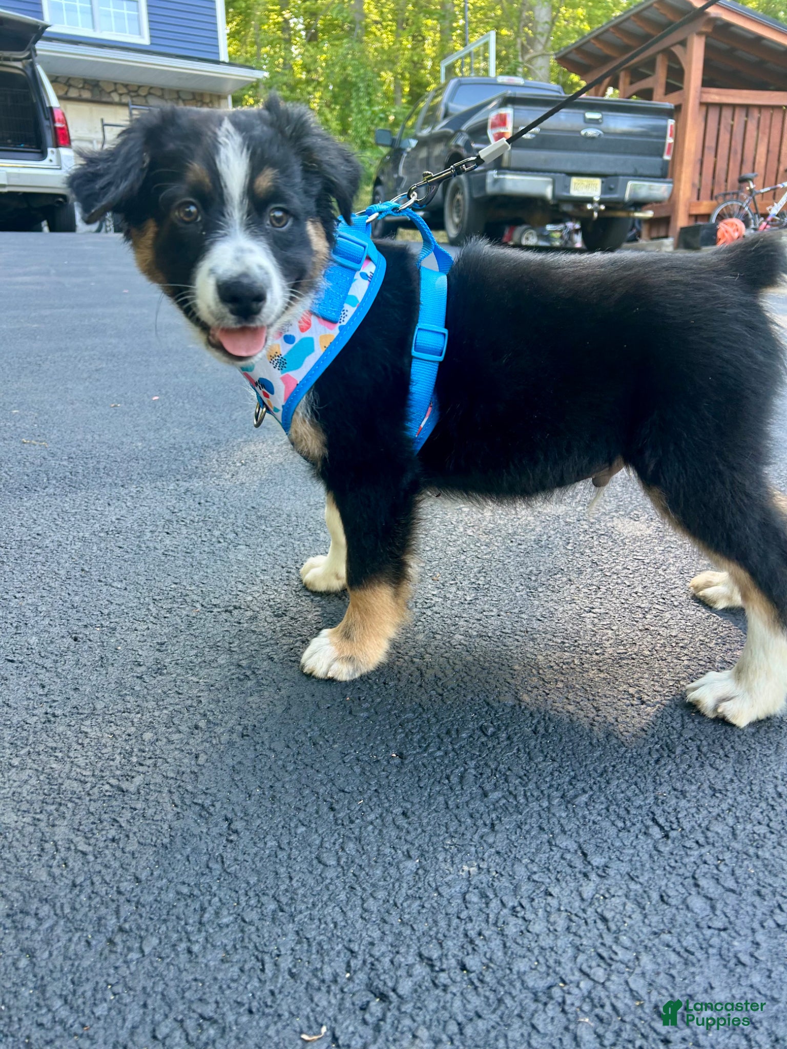 Australian Shepherd dogs Crash - Ad 42
