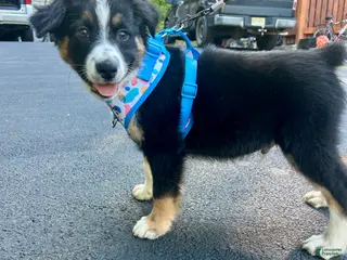 Australian Shepherd dogs Crash - Ad 42