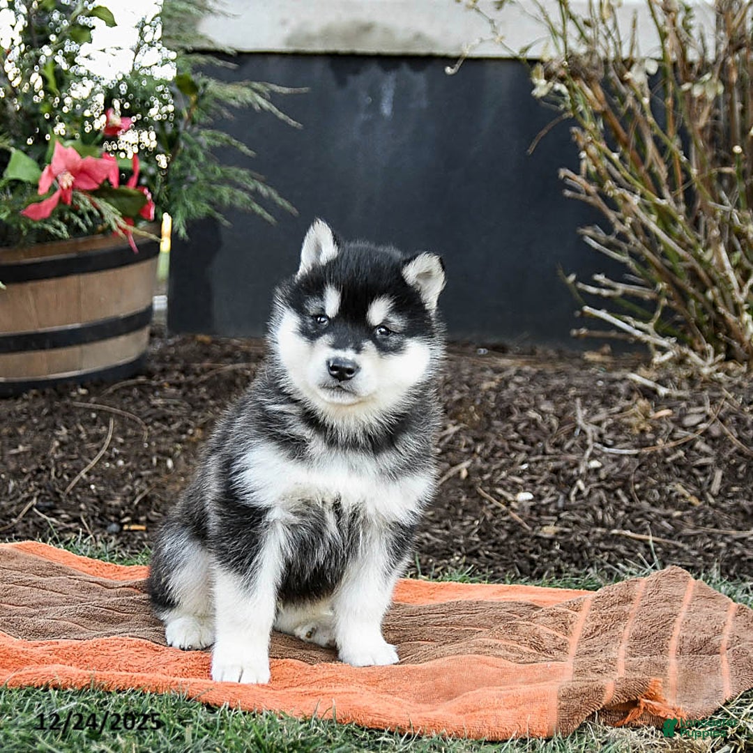 Alaskan Malamute dogs for sale: Jagger - Ad 4