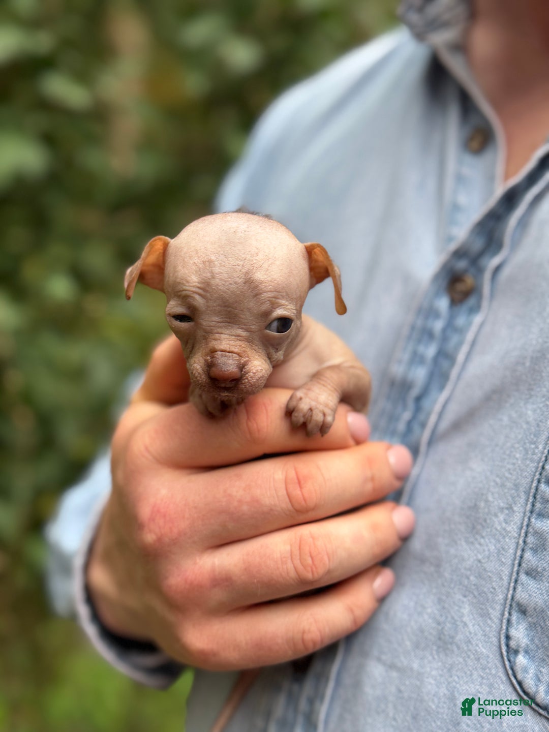 Mixed Breed dogs for sale: Cleopatra  - Ad 77