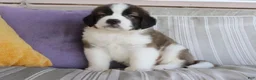 Saint Bernard dogs for sale: Marissa - Ad 3