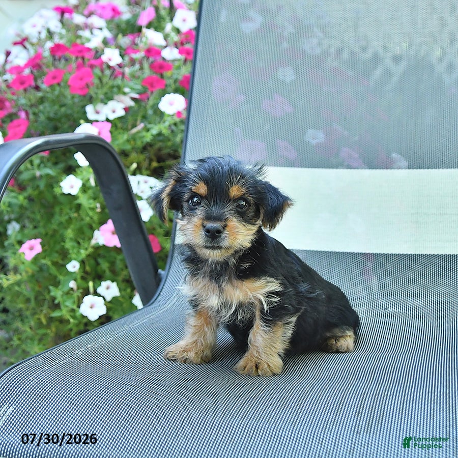 Yorkshire Terrier dogs Jake - Ad 1