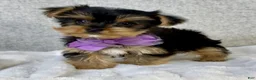Yorkshire Terrier dogs for sale: Daisy - Ad 5