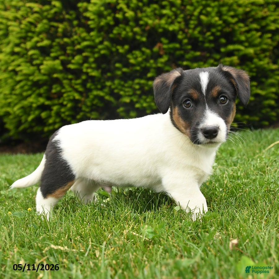 Jack Russell Terrier dogs Bowser - Ad 2