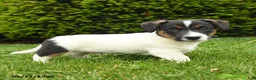 Jack Russell Terrier dogs for sale: Bowser - Ad 2
