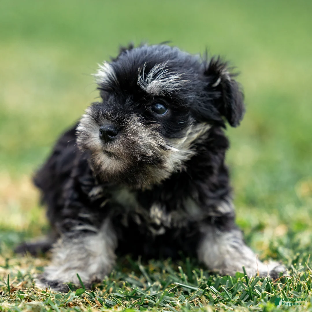 Miniature Schnauzer dogs for sale: Skye - Ad 5