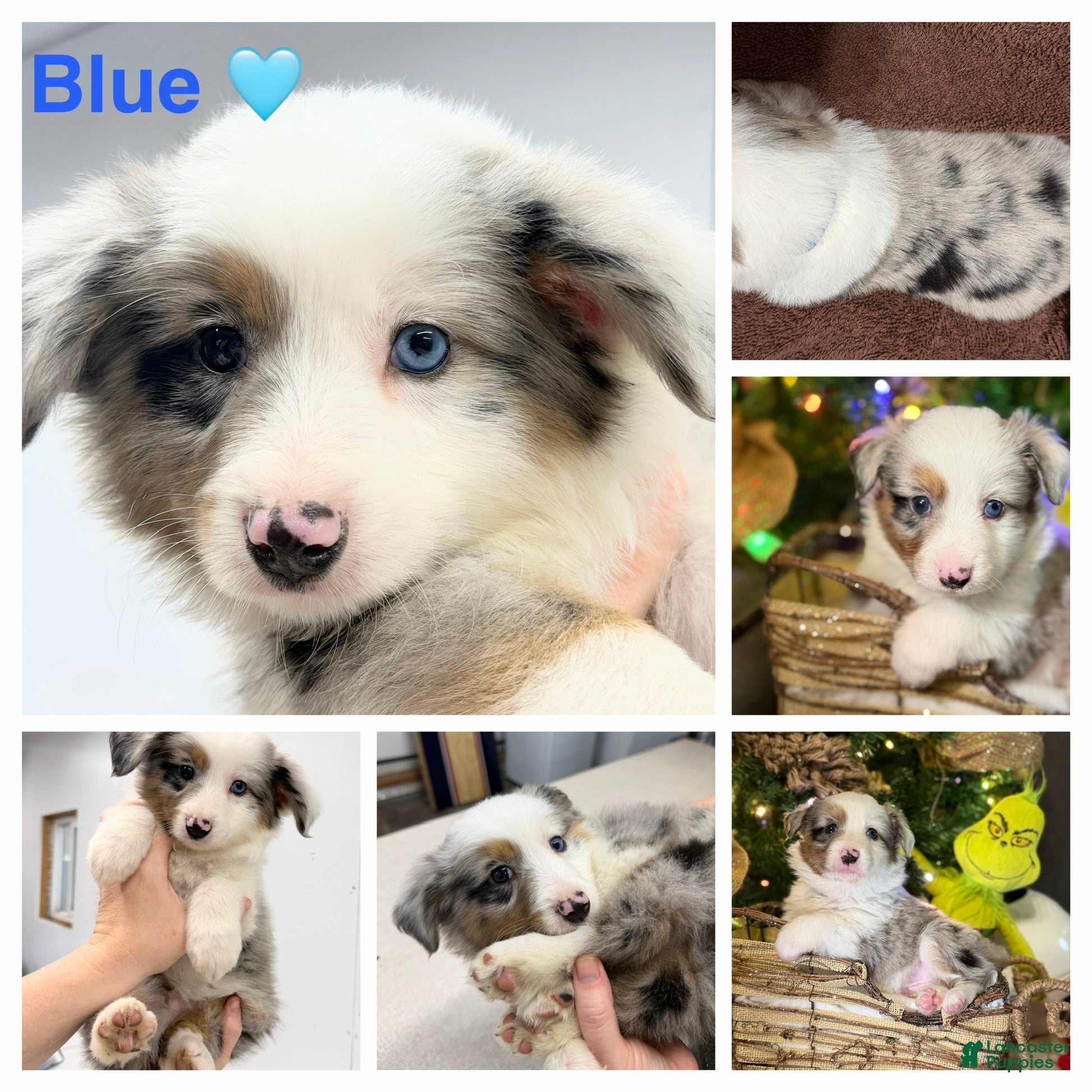 Miniature Australian Shepherd dogs BLUE - Ad 37