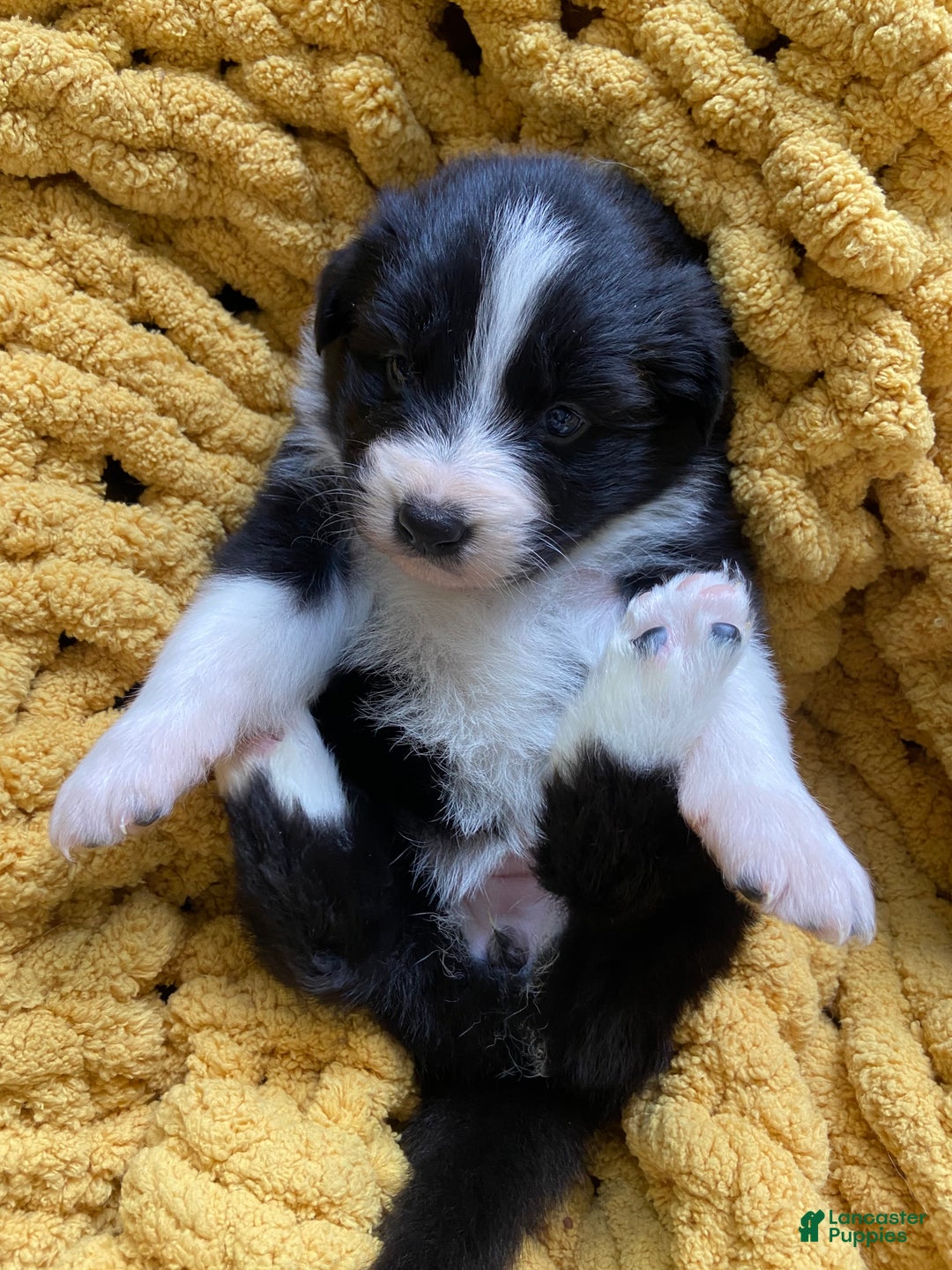 Mixed Breed dogs for sale: Mixed Breed Puppy 3 - Ad 1