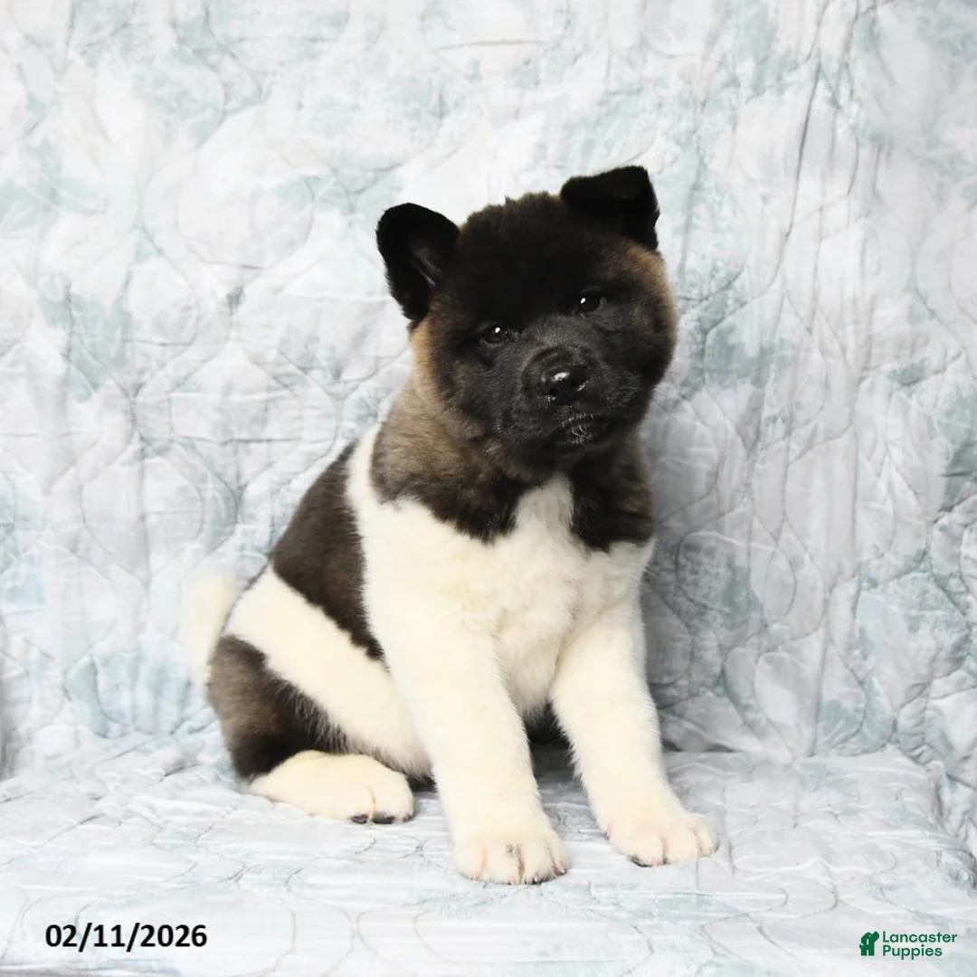Akita dogs for sale: Betty   - Ad 3