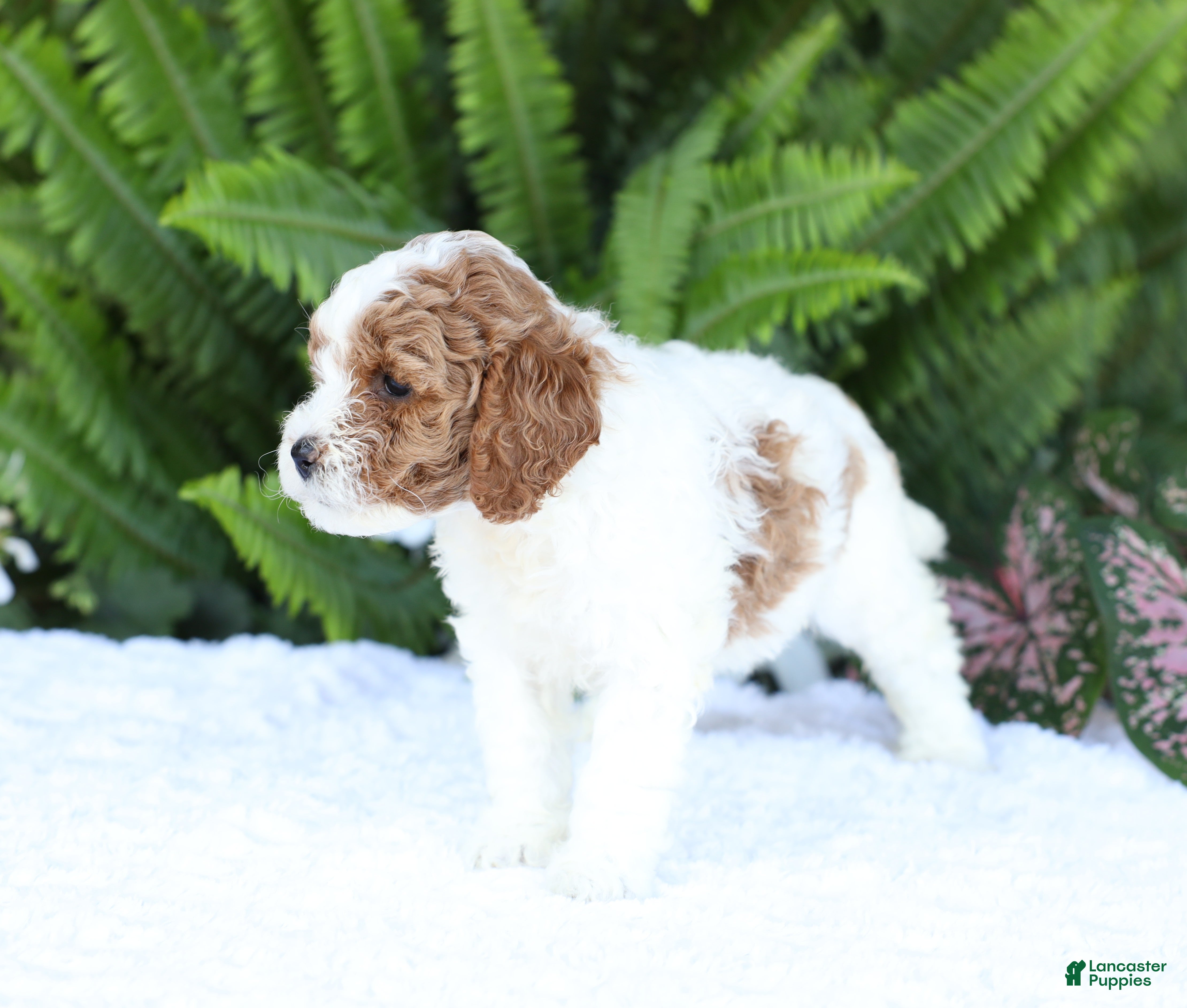 Mini Goldendoodle dogs Dolly - Ad 2