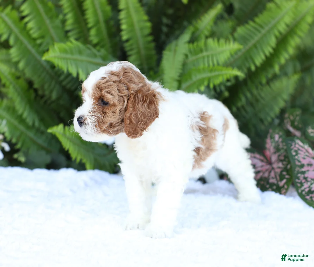 Mini Goldendoodle dogs for sale: Dolly - Ad 2