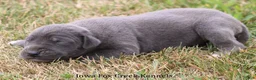 Great Dane dogs for sale: Sophie - Ad 7