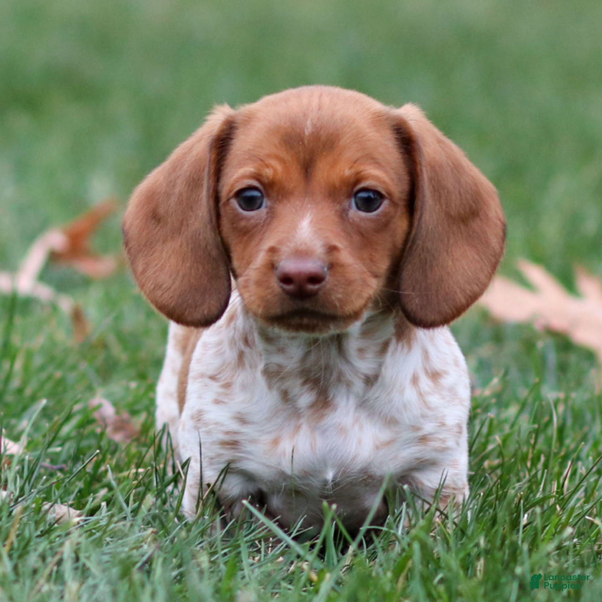 Dachshund dogs Heidi - Ad 21
