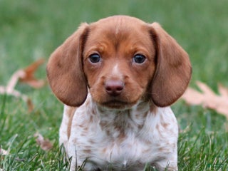 Dachshund dogs Heidi - Ad 12