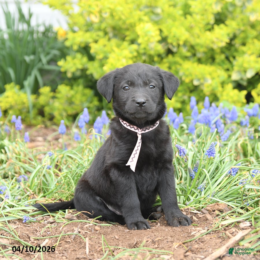 Mixed Breed dogs Cola - Ad 1