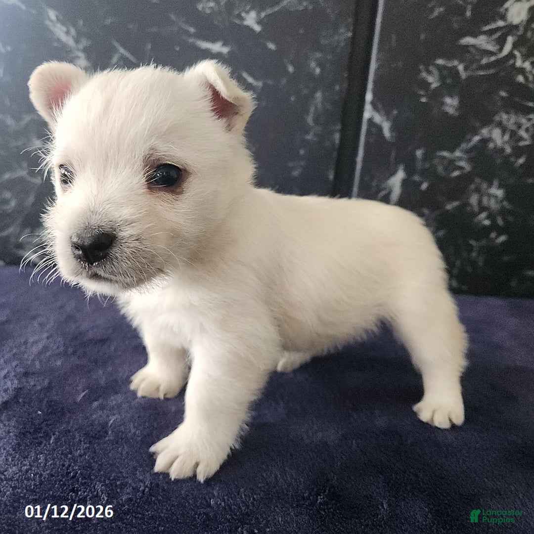 West Highland Terrier dogs for sale: Macy - Ad 4