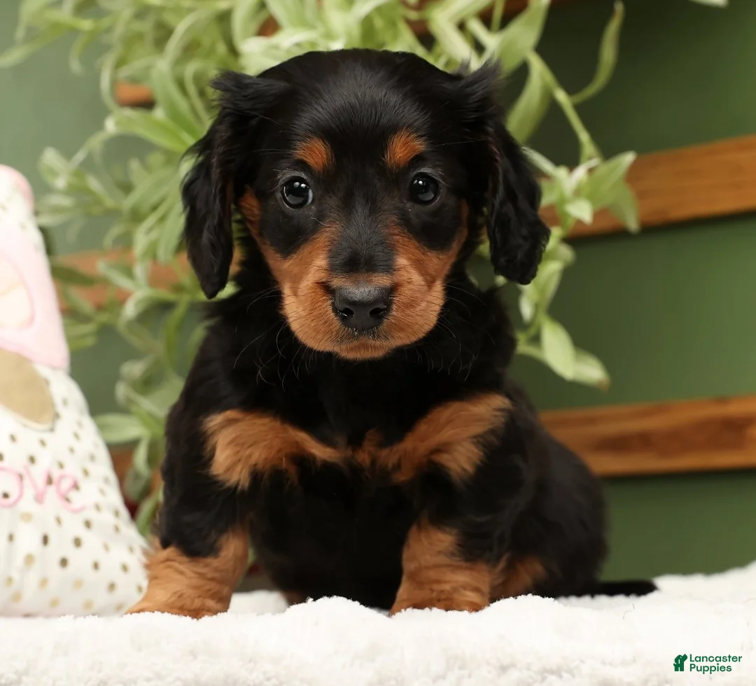 Miniature Dachshund dogs for sale: Millie - Ad 4