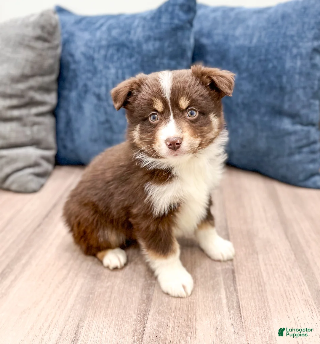 Miniature Australian Shepherd dogs for sale: Tommy - Ad 3