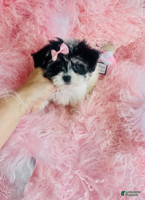 Morkie dogs Morkie 1 - Ad 1