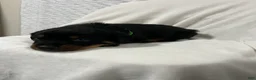 Rottweiler dogs for sale: rocky - Ad 3