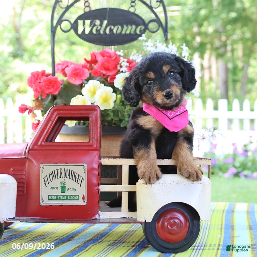 Doxiepoo dogs Isabelle - Ad 1