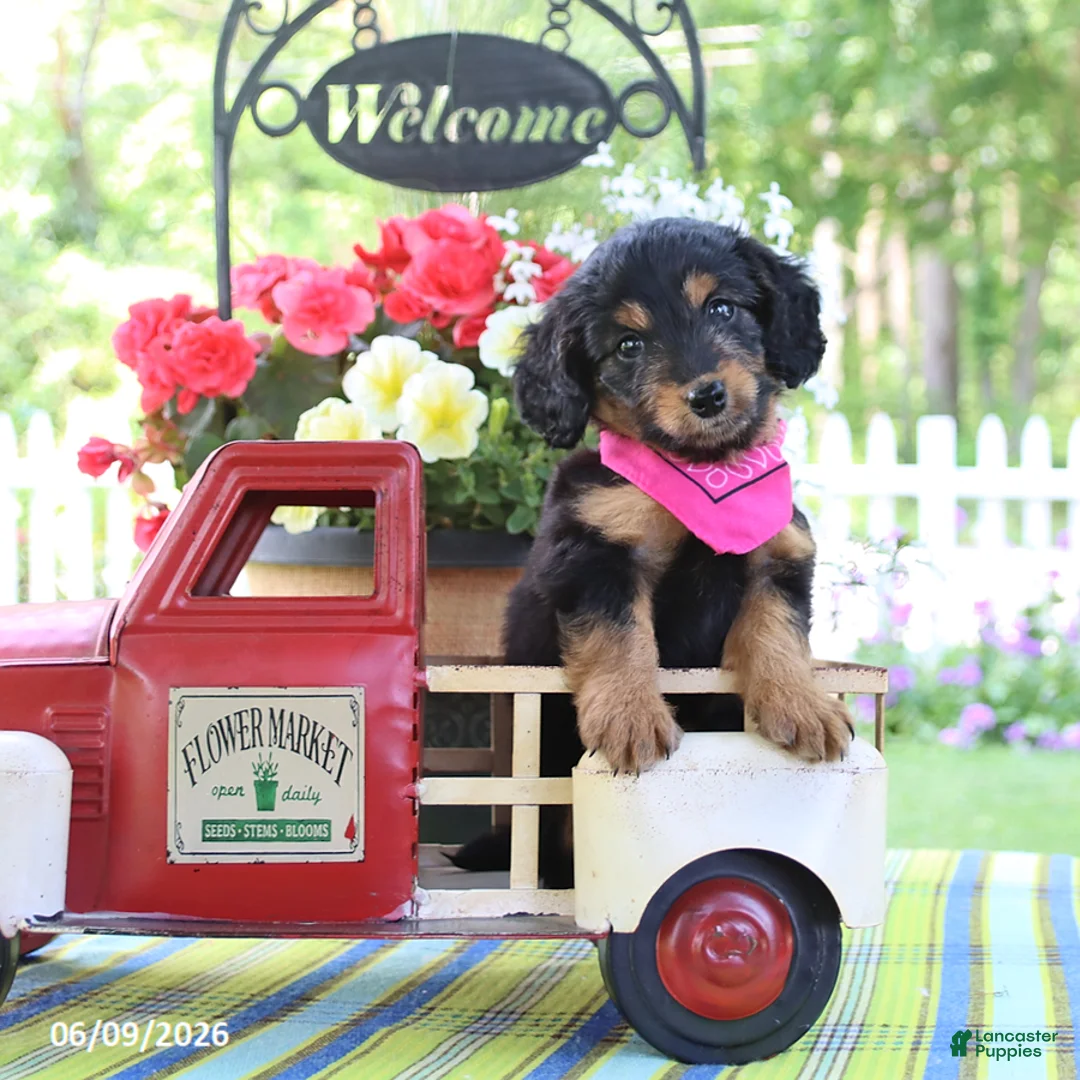 Doxiepoo dogs for sale: Isabelle - Ad 1