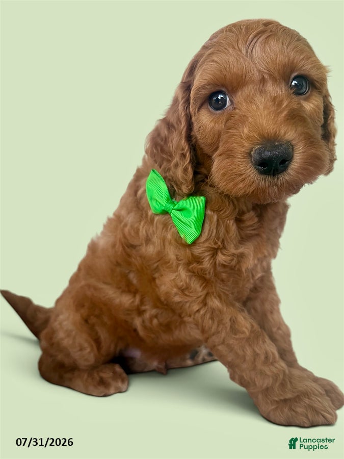 Mini Goldendoodle dogs Cory - Ad 21