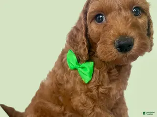 Mini Goldendoodle dogs Cory - Ad 21