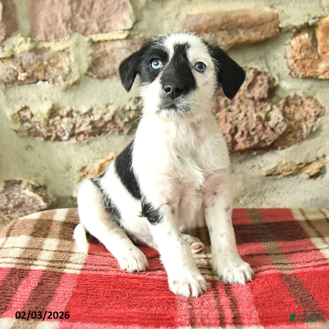 Mixed Breed dogs for sale: Tango - Ad 2