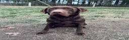 Labrador Retriever dogs for sale: Penny - Ad 7