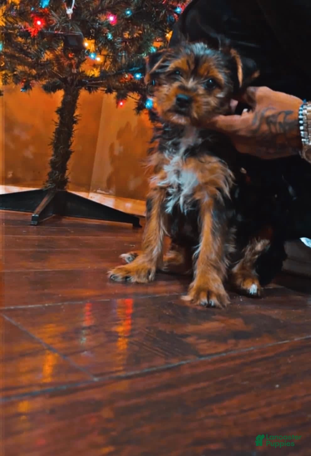 Gallery Image {{count}}